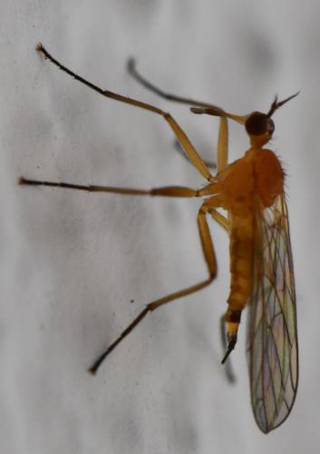Empis lutea